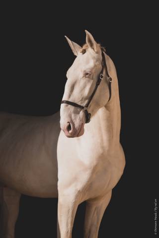Stallone Lusitano In vendita 2017 Perlino ,  Ourem