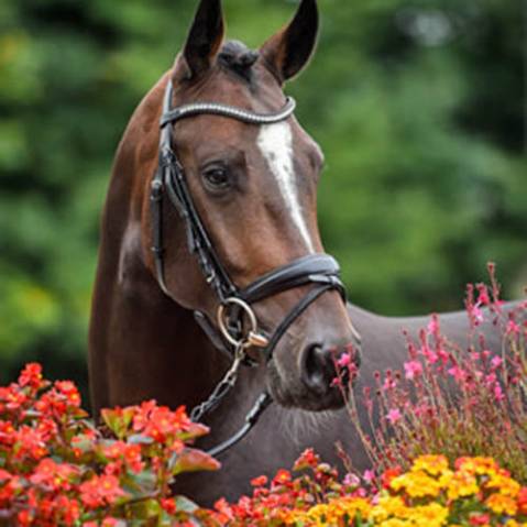 Cavaliere, CSO - CDI Tempo pieno - Baden-Württemberg Germania