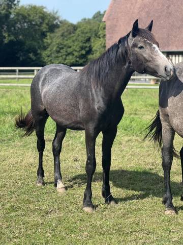 Castrone Origine non conosciuta  In vendita 2023 Grigio ,  MEALOW DE LA BELLE