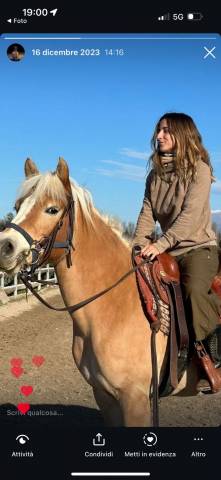 Vendesi haflinger femmina con pedigree