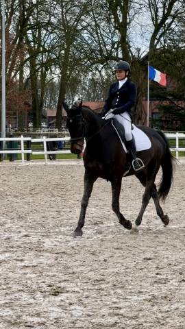 Sella da dressage Forestier  17" - 2020