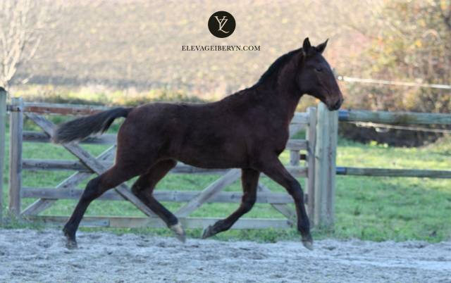 Puledro Lusitano In vendita 2023 Baio scuro ,  XEQUE MATE RT