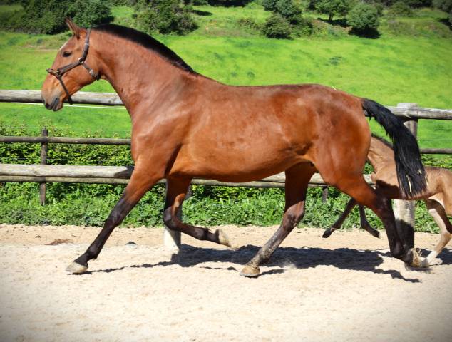 Cavalla Lusitano In vendita 2020 Baio