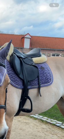 Sella da salto ostacoli Prestige Italia  17.5" - 2021