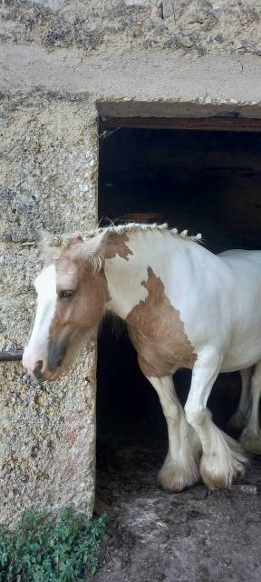 Gypsy Vanner/Cob dalla Svezia