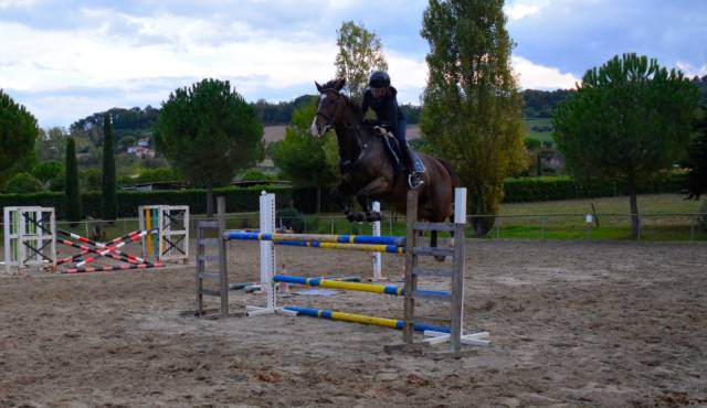 CAVALLO DA SALTO IN VENDITA