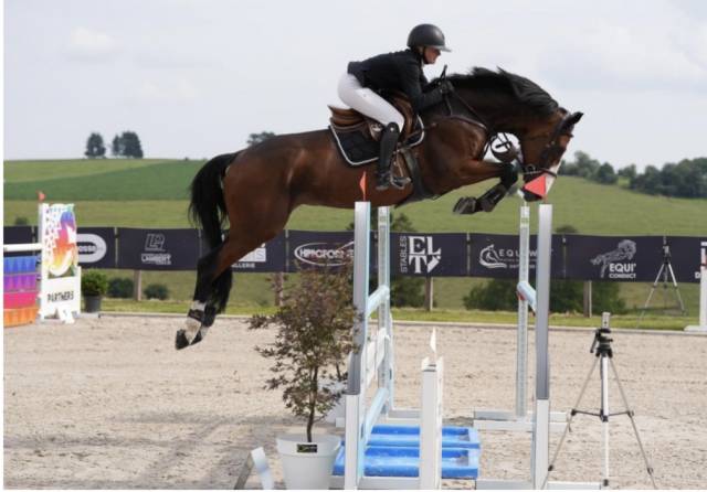 Castrone Hanovrien In vendita 2014 Baio ,  Vivant vd Heffinck