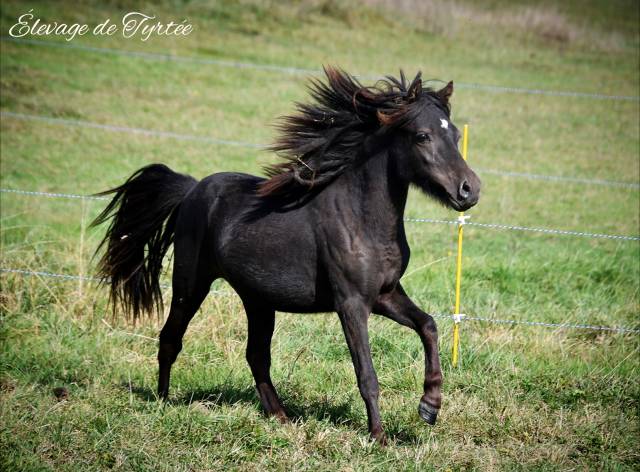 Puledro Origine non conosciuta  In vendita 2023 Nero ,  Hazelnut Ice (welsh part bred pp)