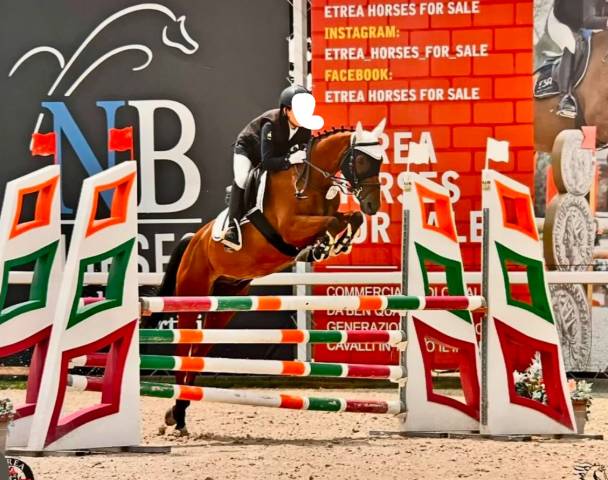 Pony da salto e dressage