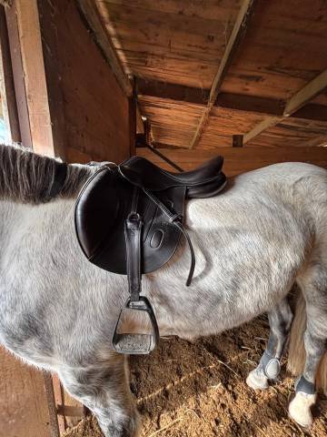 Sella da salto ostacoli GBS  16.5" - 2019