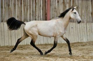 Puledra Lusitano In vendita 2022 Isabella ,  Vaqueiro
