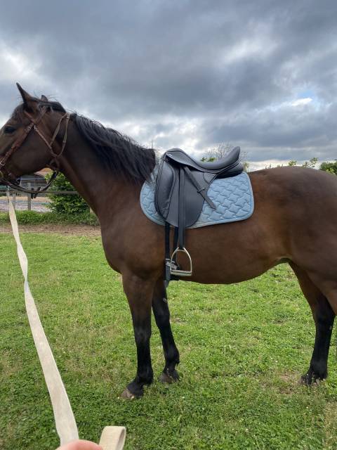 Sella da dressage Thorowgood   18" - 2022