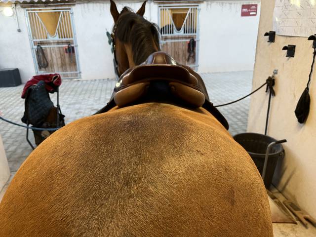 Sella da salto ostacoli CWD  17" - 2012