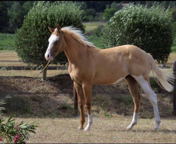 Hes out my bandit  - Quarter Horse 2022 ,  DONT MISS MY GUNS
