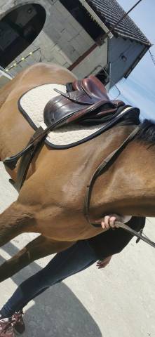 Sella da salto ostacoli CWD Creuse  17" - 2011