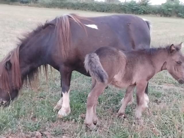 Puledro Shetland In vendita 2024 Nero ,  HOLLYDELL VALET(GBR)