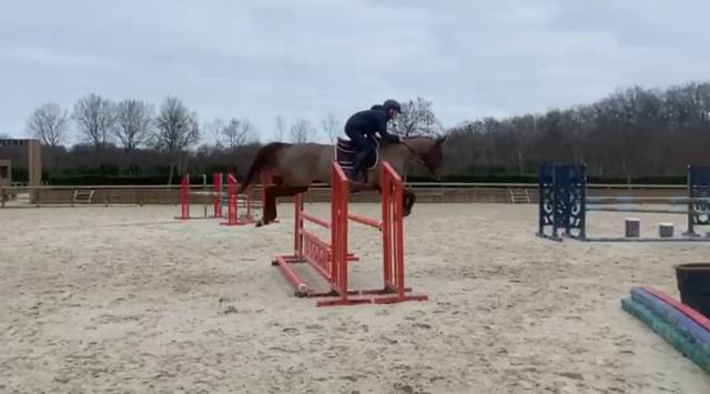 Fattrice Sella Francese In vendita 2014 Sauro brulé ,  BALOUBET DU ROUET