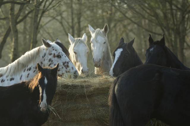 Chevaux Du Layon 