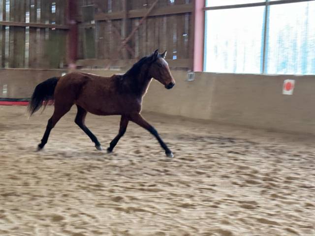 Puledra Lusitano In vendita 2023 Baio ,  Vaqueiro