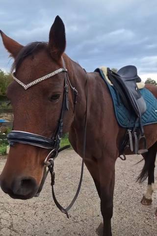  Showmaster Occasione