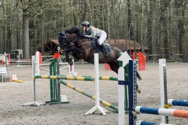 Castrone sBs Cavallo da Sport Belgio In vendita 2014 Altro colore ,  ultra boy