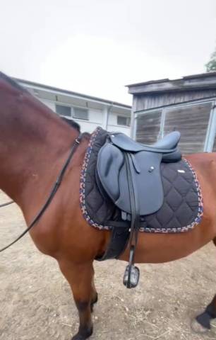 Sella mista Wintec  17" - 2023