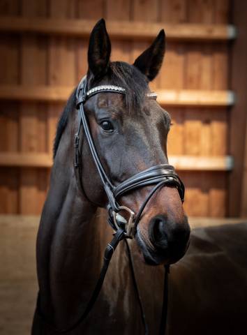 Castrone KWPN Cavallo da Sport Neerlandese In vendita 2010 Baio ,  UNITED