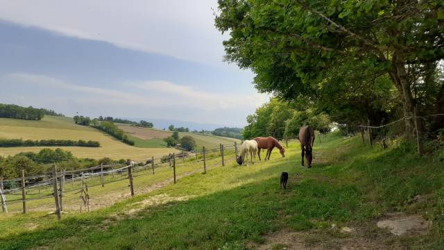 Azienda equestre In vendita Rhône