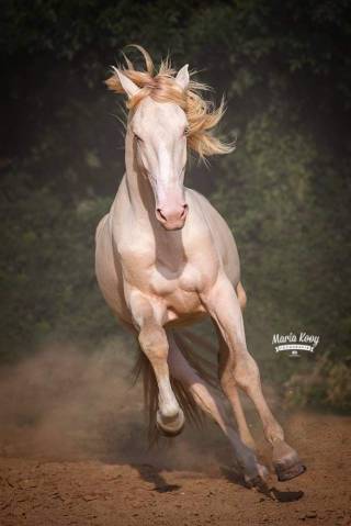 Neron - Lusitano 2018 ,  Ourem