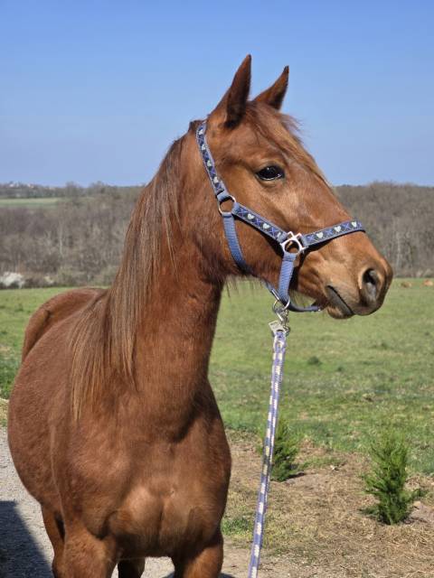 Cavalla Trottatore Francese In vendita 2023 Sauro