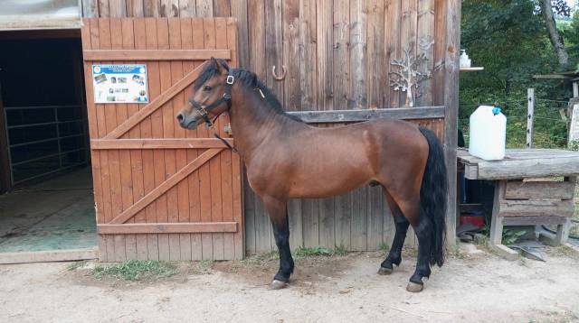 Stallone Dartmoor In vendita 2019 Baio
