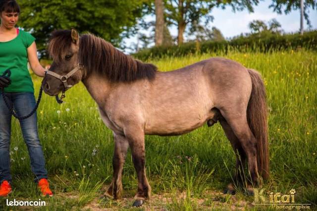 Stallone Shetland In vendita 2015 Dun ,  Halkyn of tyrie