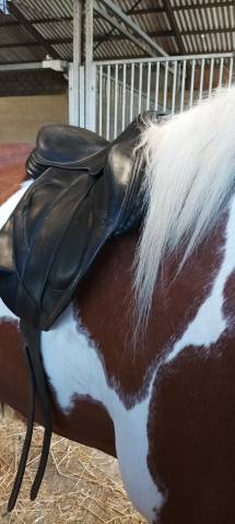 Sella mista Childeric  18" - 2018