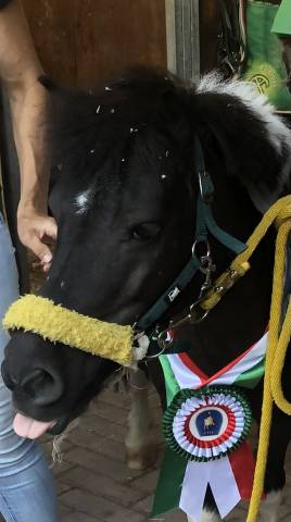 Vendita pony shetla