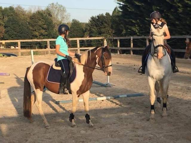 Cavalla BWP Cavallo da Sangue Belgio In vendita 2017 Pezzato