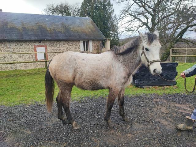 Castrone PFS Pony Francese da Sella In vendita 2020 Grigio ,  JOKER DES LANDES