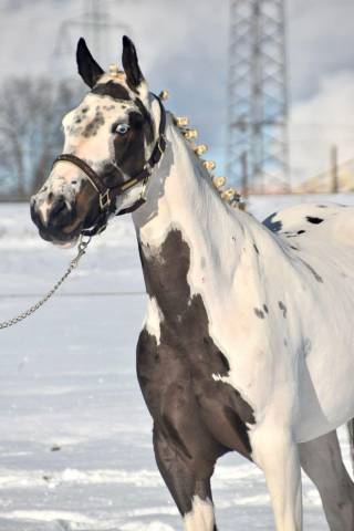 Cavalla Paint Horse In vendita 2021 Paint