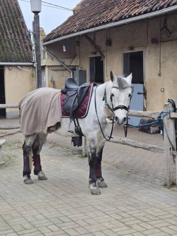 Sella da dressage Zaldi Doma CASTEL 17" - 2024