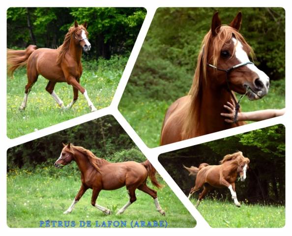 Stallone Altre Razze di Pony In vendita 2012 Sauro ,  Perfect de Lafon (Arabe-BRE+3-BDR+3)