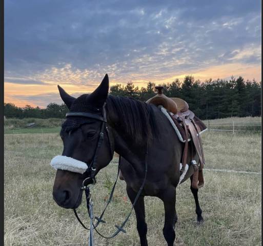 Sella western   17.5" - 2010