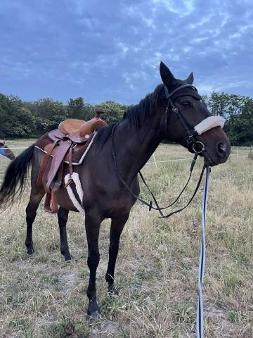 Sella western   17.5" - 2010