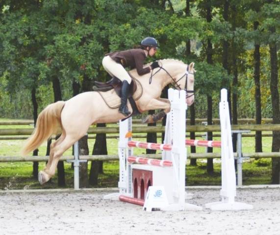 UBIWAN DES COLINES - Welsh Poney (Sezione D), Welsh Cob  2008 ,  Garnement La Brée