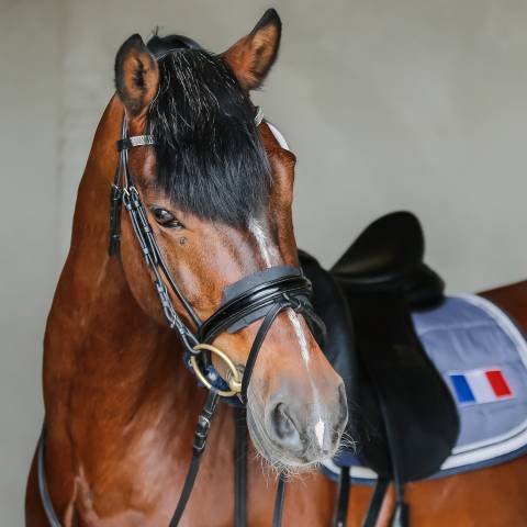 SWYN BARRADE - Welsh Poney (Sezione D), Welsh Cob  2006 ,  CEULAN NATHAN