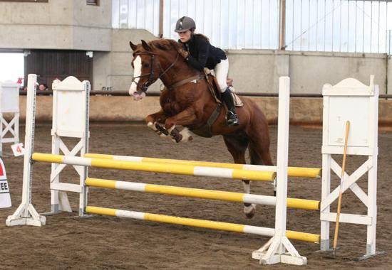 JERRY LEE DE LACHEM - Welsh Poney (Sezione D), Welsh Cob  1997 ,  HS MARTINO