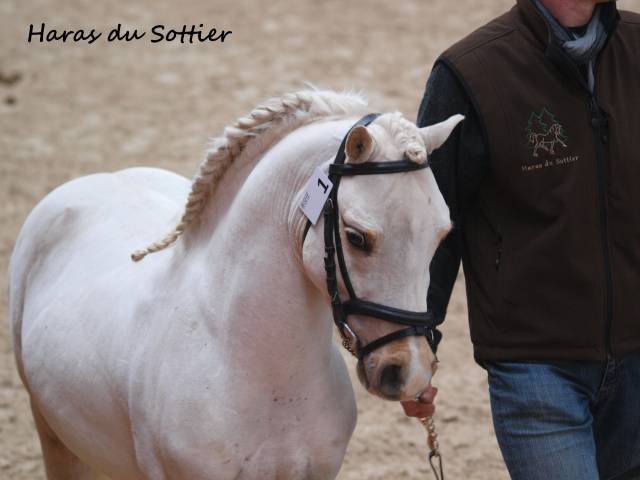 CRUNCH DU SOTTIER - Welsh Poney (Sezione A) 2012 ,  POLARIS RED ROCK