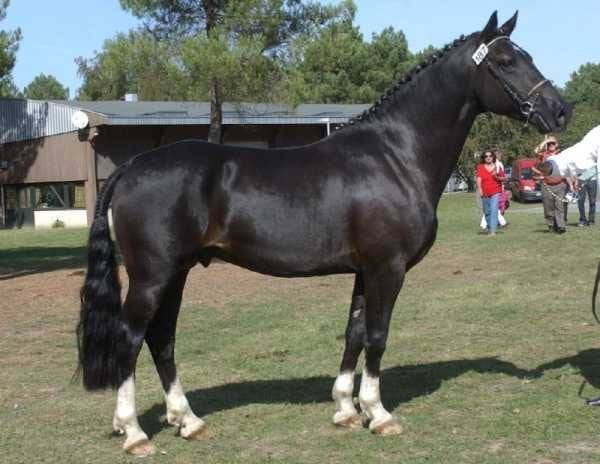 MILORD DES CHOUANS - Welsh Poney (Sezione D), Welsh Cob  2000 ,  RHON LYNDON