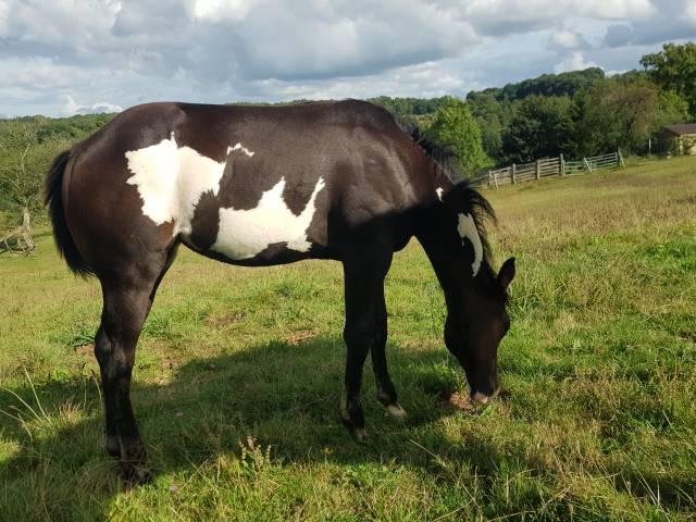 Cavalla Paint Horse In vendita 2020 Baio