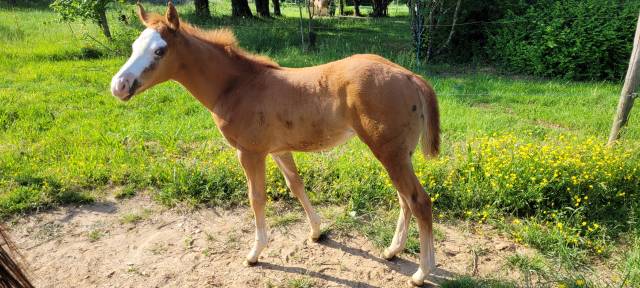 Puledra Paint Horse In vendita 2023 Sauro