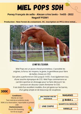 Miel Pops SDH - PFS Pony Francese da Sella 2022 ,  Balthazar van de roshoeve