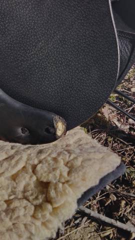 Sella mista Equipe  17.5" - 2014